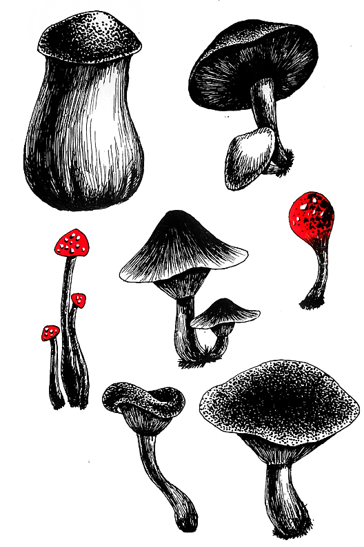 昆虫植物类手稿（图ZMjk5Njc0NDg=） - 商业插画 - 站酷设计师线体作用原创素材 - 站酷ZCOOL