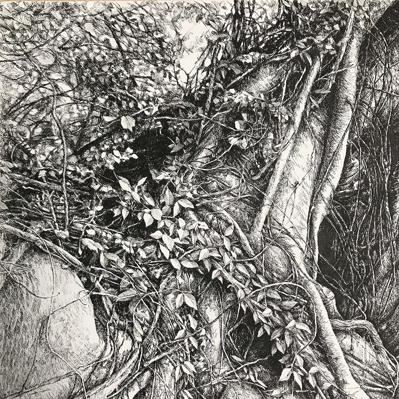 古藤老树（图ZMTM3MTgxNzQ0） - 绘画 - 站酷设计师ohwa俊桦原创素材 - 站酷ZCOOL