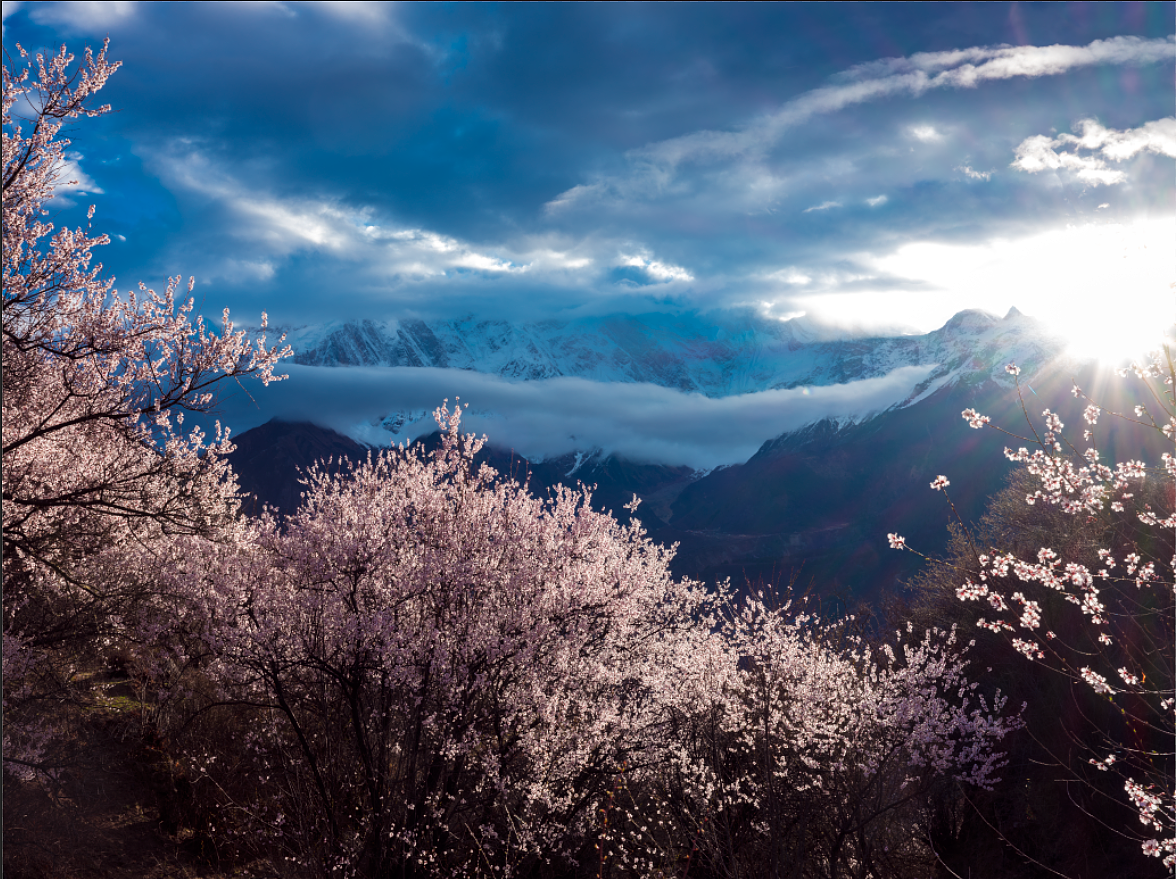 雪山下的桃花图片