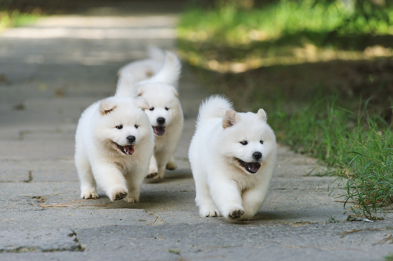 【均木纪实宠物摄影】记,一群松萨的奶汪们第一次郊游