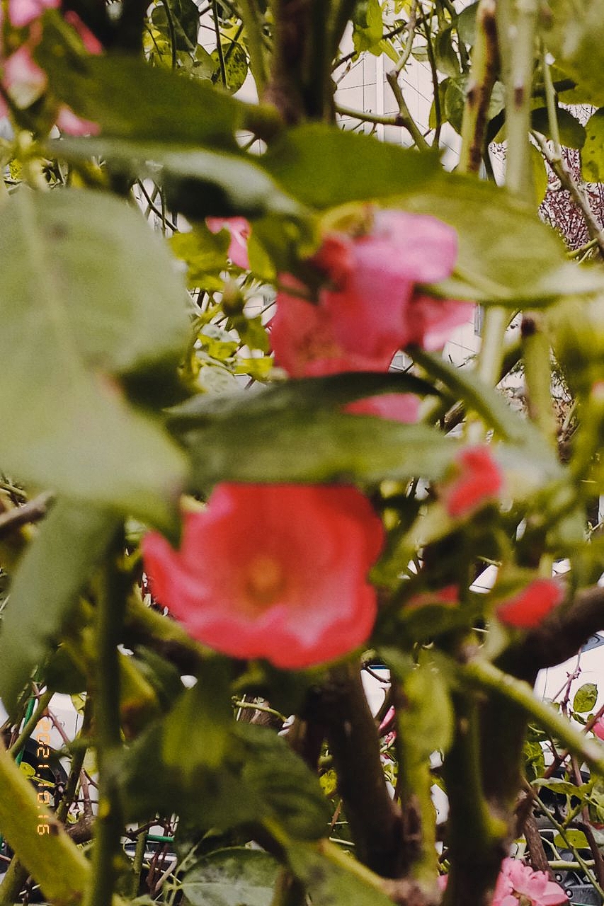 手机里的胶片（图ZMjg0MjU2Njg4） - 风光摄影 - 站酷设计师狮鱼原创素材 - 站酷ZCOOL