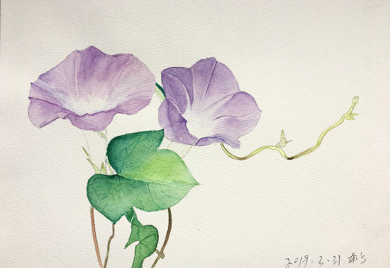 春天花卉系列之牵牛花|纯艺术|绘画|车车开车车_原创作品-站酷zcool