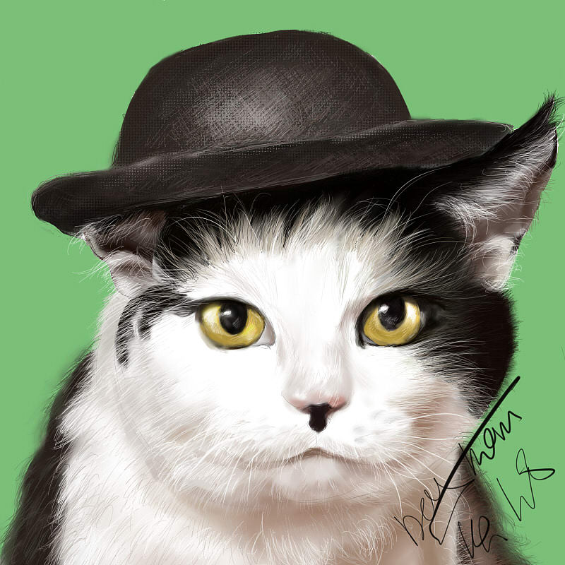 猫咪先生