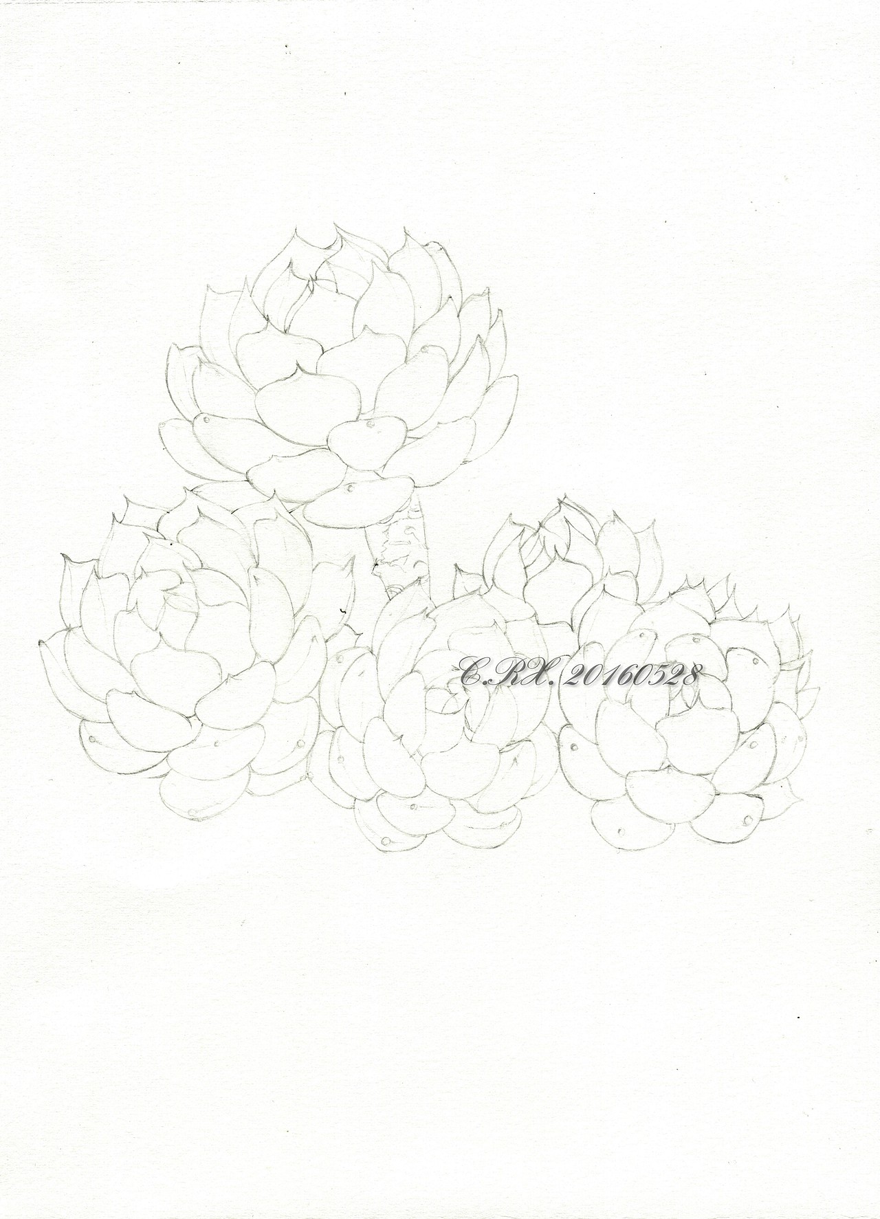 【溶萱手绘——彩铅多肉】红爪(๑•ั็ω•็ั๑)