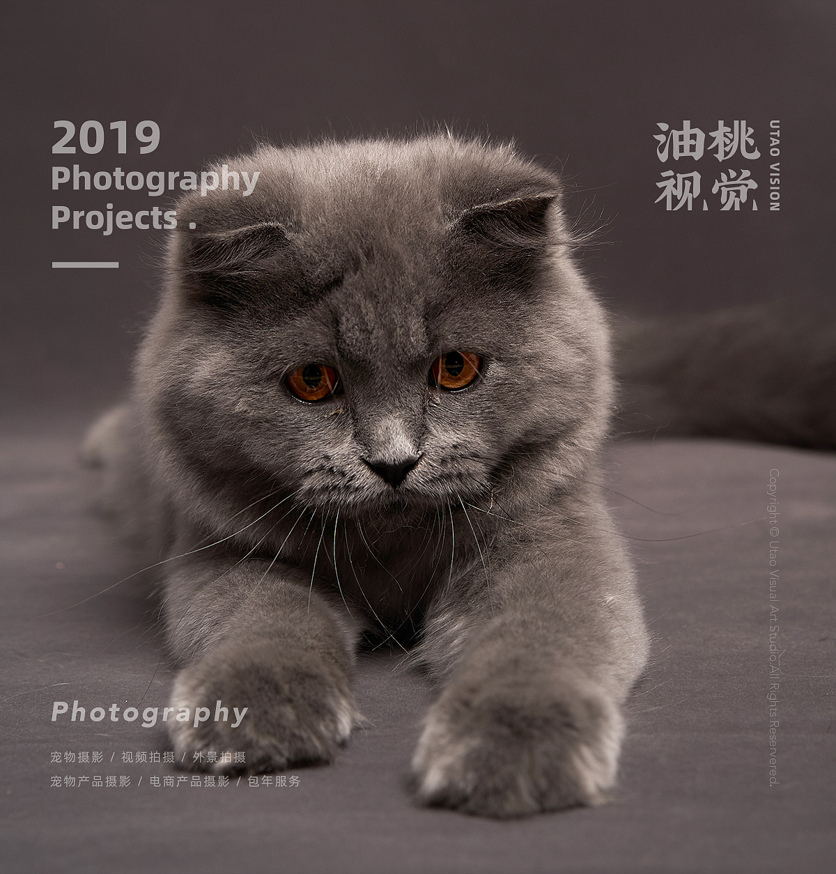 上海 宠物摄影 | 赛级宠物猫 英国长毛猫 | 油桃视觉