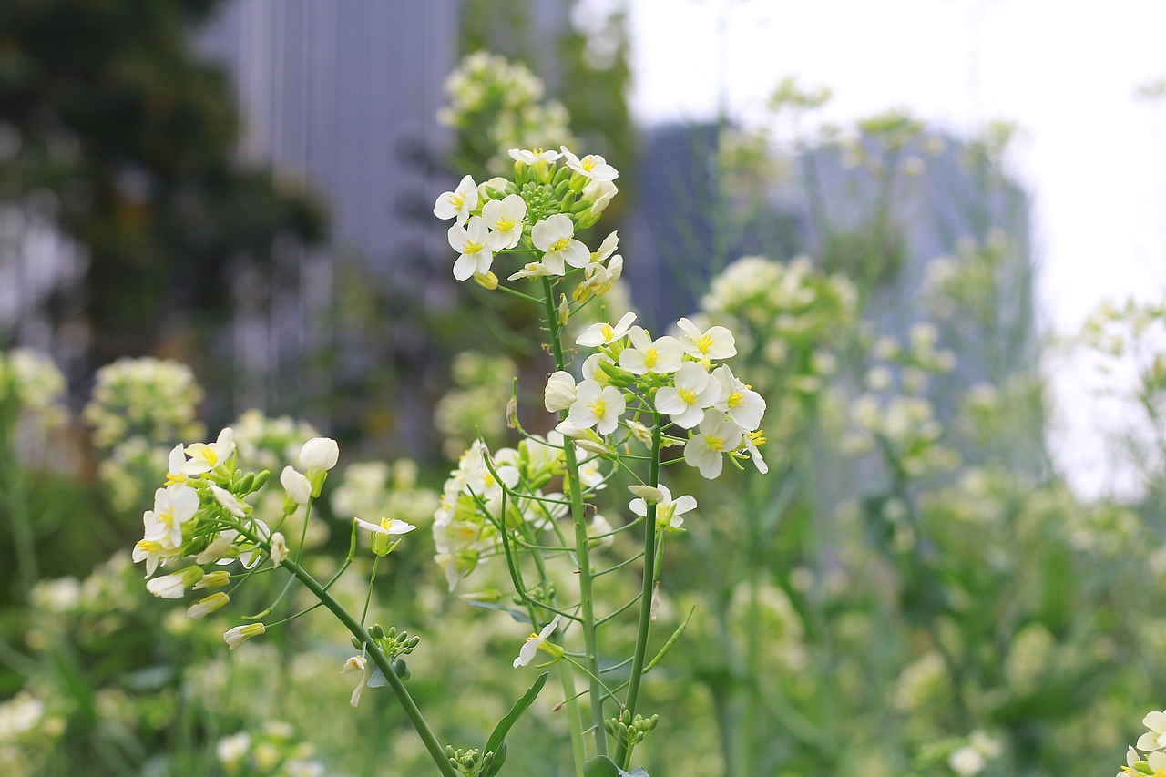 静物摄影 | 油菜花盛开啦