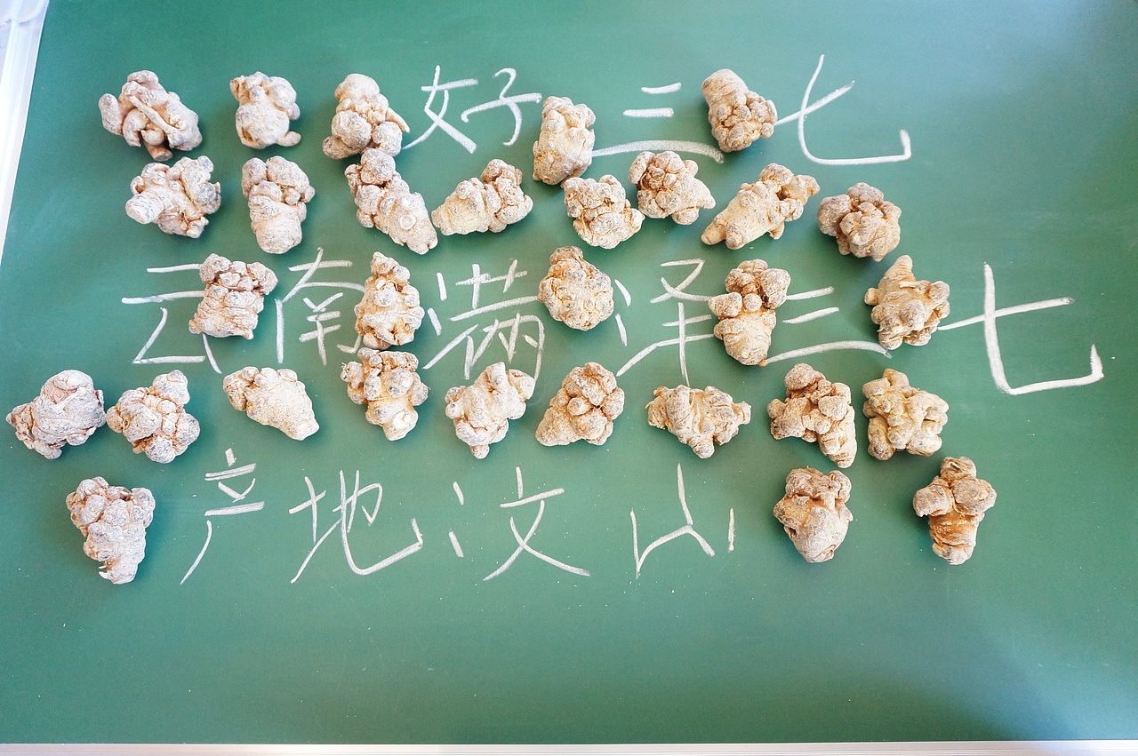 云南满泽三七30头 文山春三七头图片