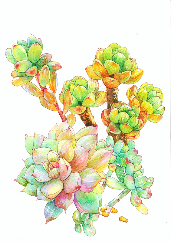 水彩多肉