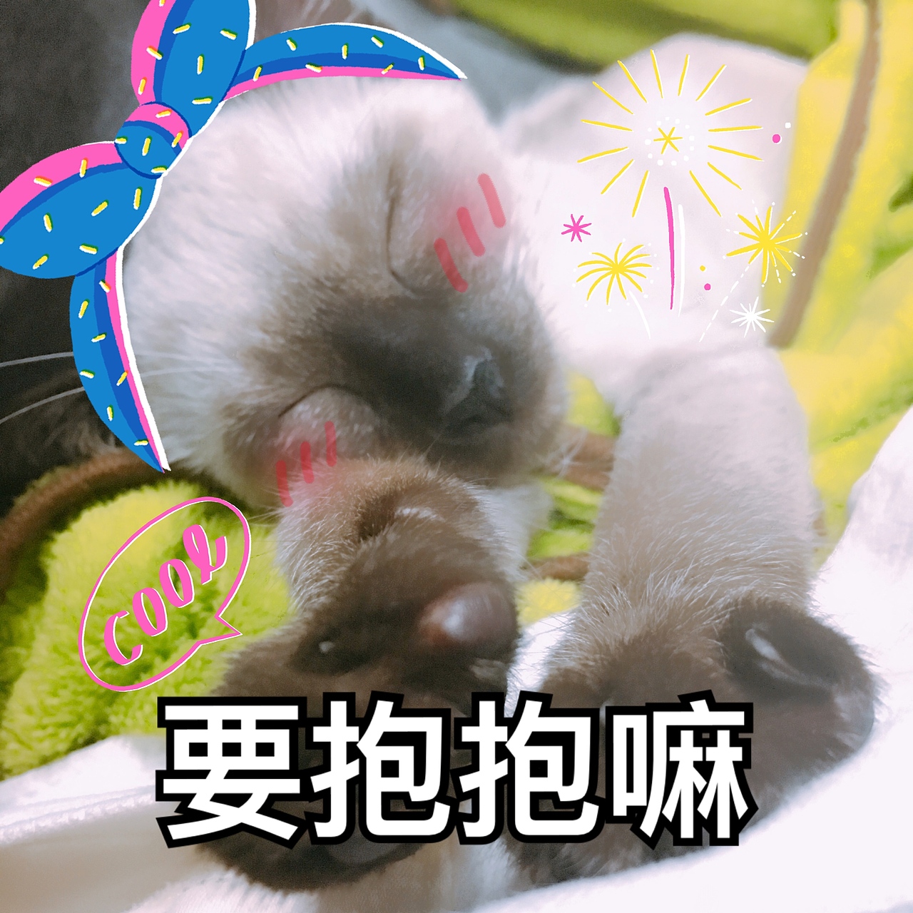 猫奴日常-Max&Mary