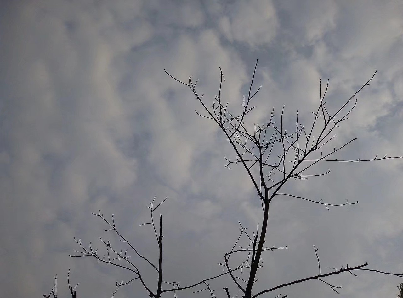 trees