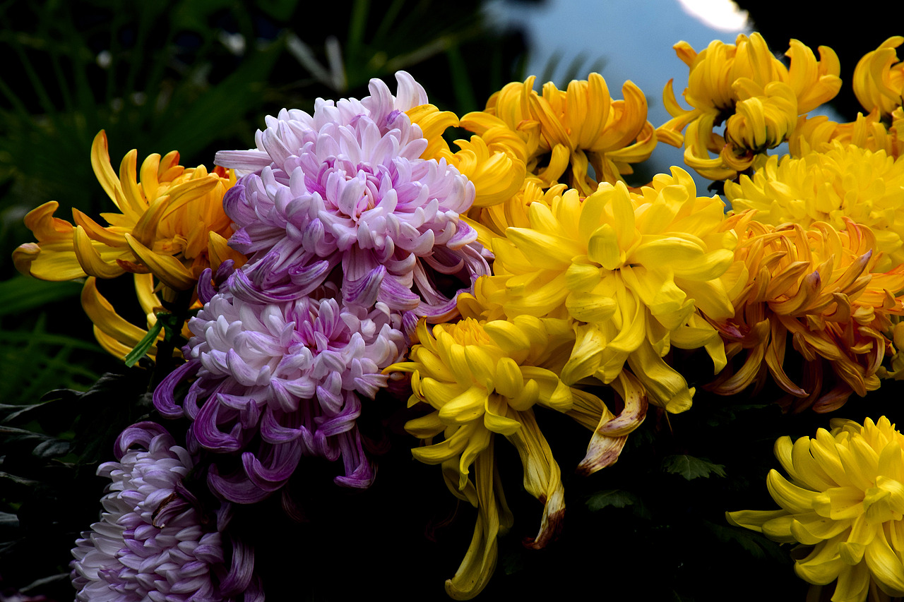 菊展（图ZMTgwMTIxMTg0） - 风光摄影 - 站酷设计师Z03188214原创素材 - 站酷ZCOOL