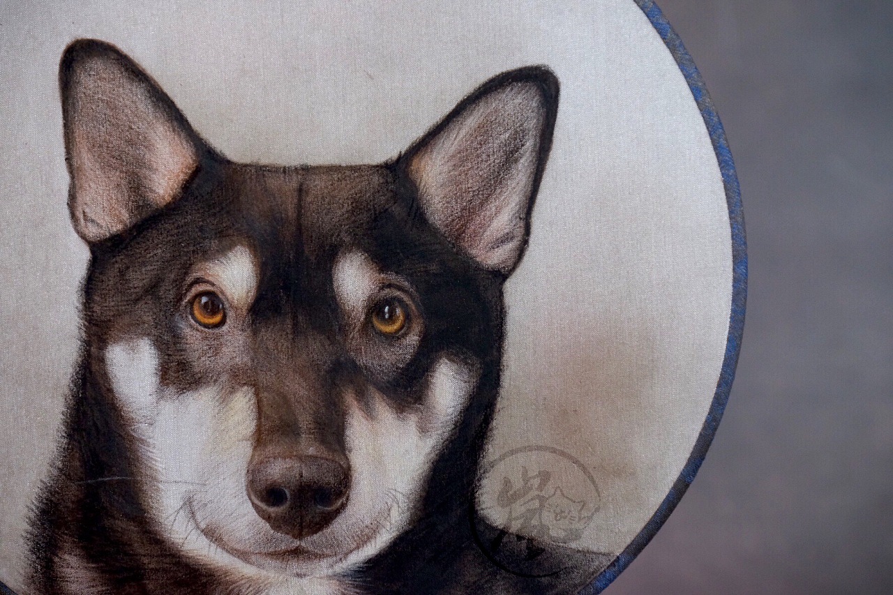 手绘团扇定制画《黑色柴犬》