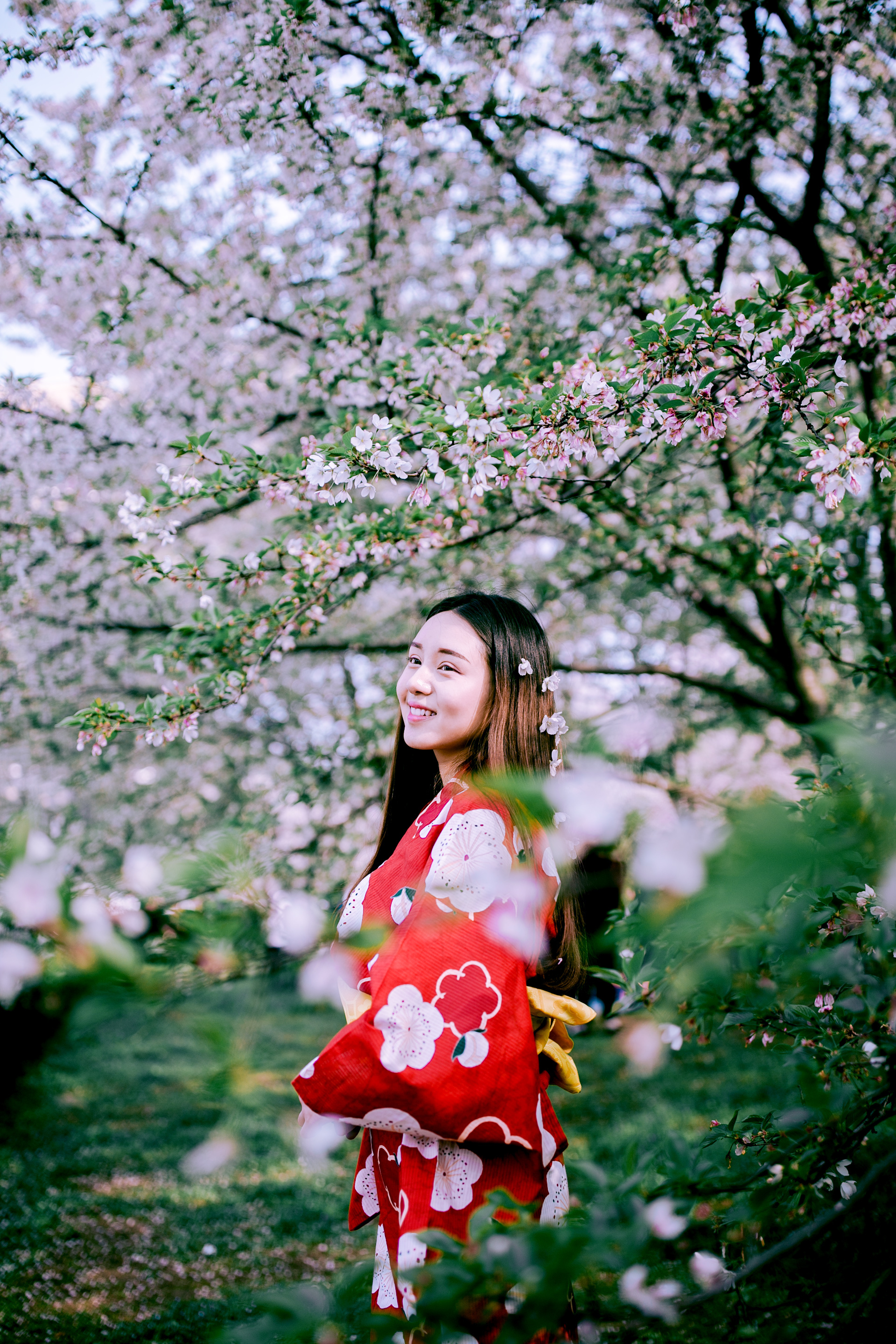 【春の颜】樱花和服写真|摄影|人像摄影|suansuan33 - 原创作品