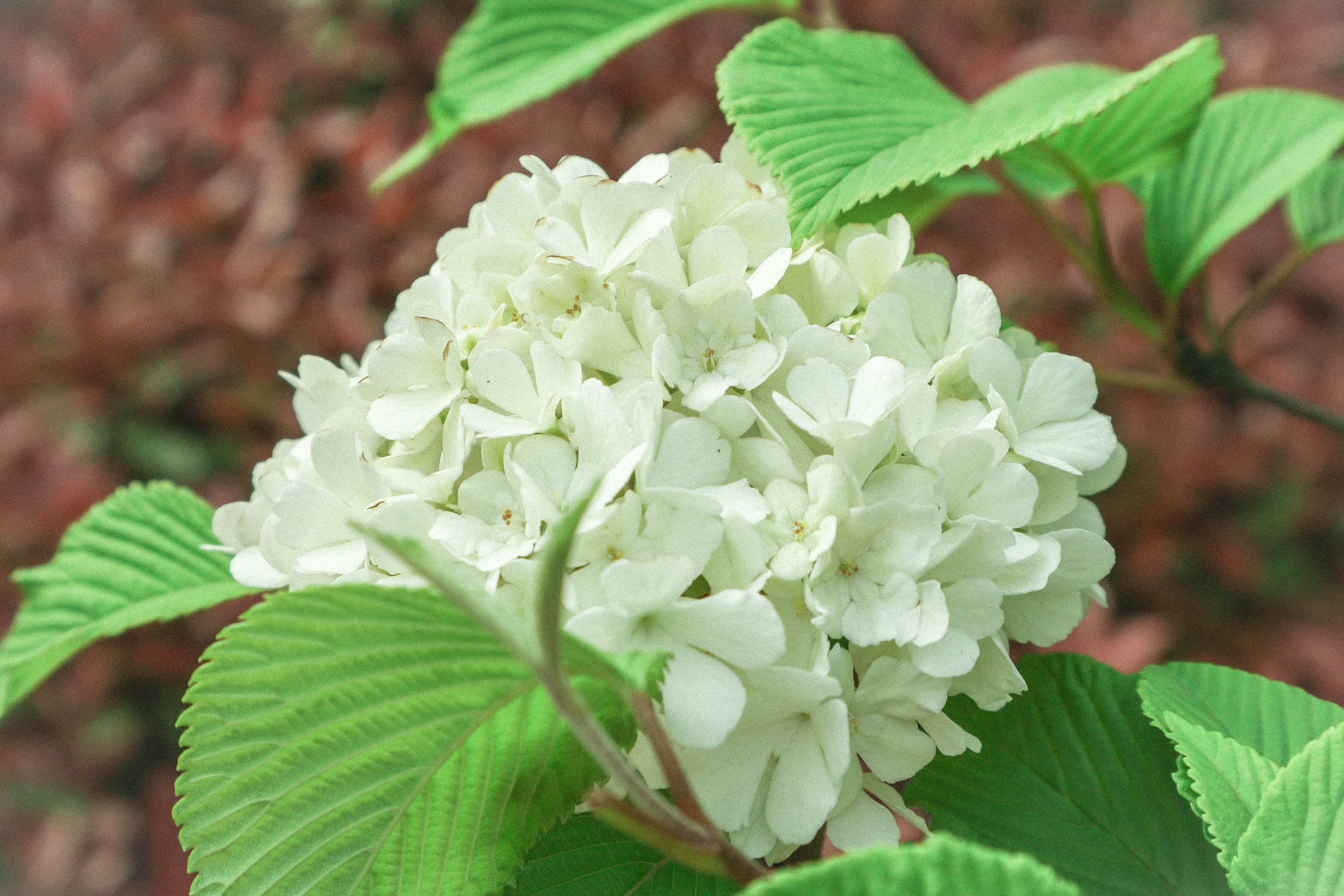 荚蒾花 木绣球 总是 好好看啊