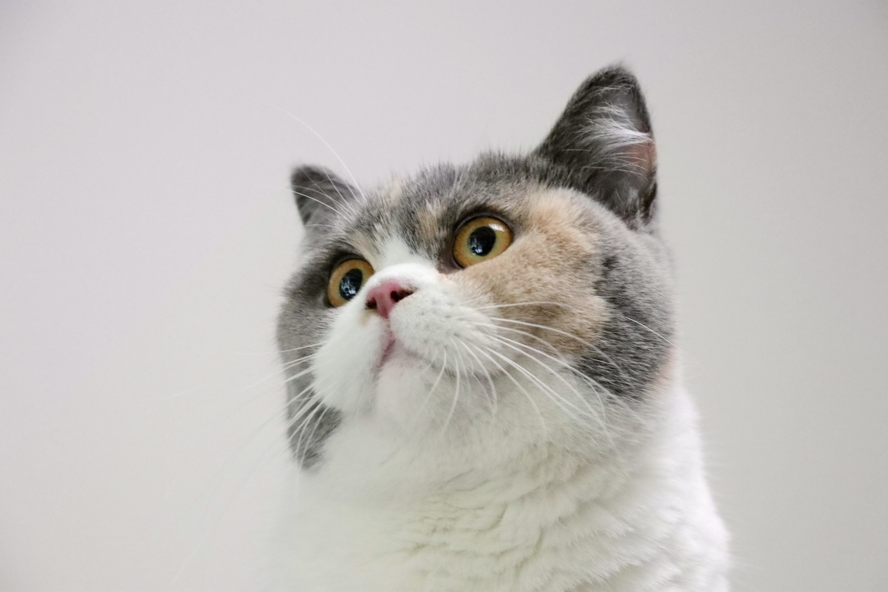 沐米宠物 英国短毛猫|英短三花色