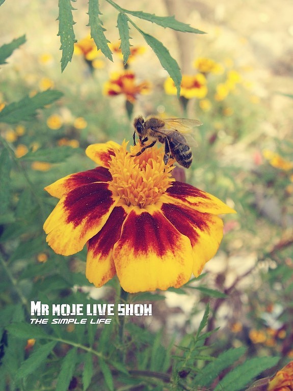 河南石板岩写生记（图ZMTcyNzgyNA==） - 风光摄影 - 站酷设计师stefan原创素材 - 站酷ZCOOL