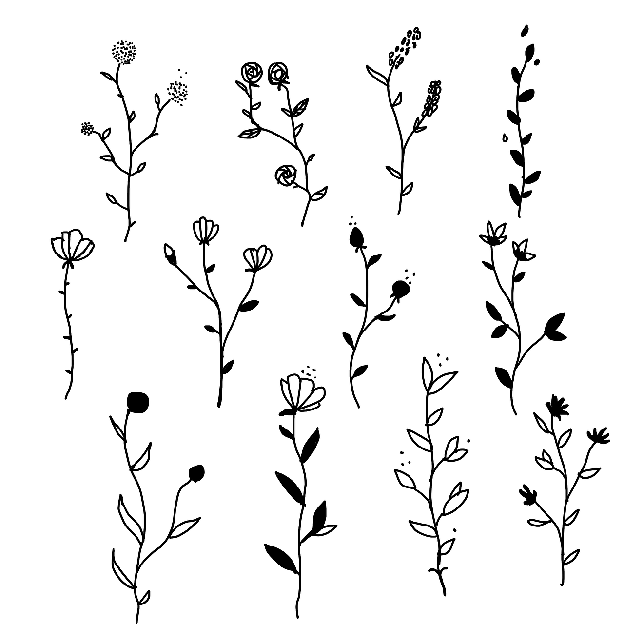 插画学习—植物