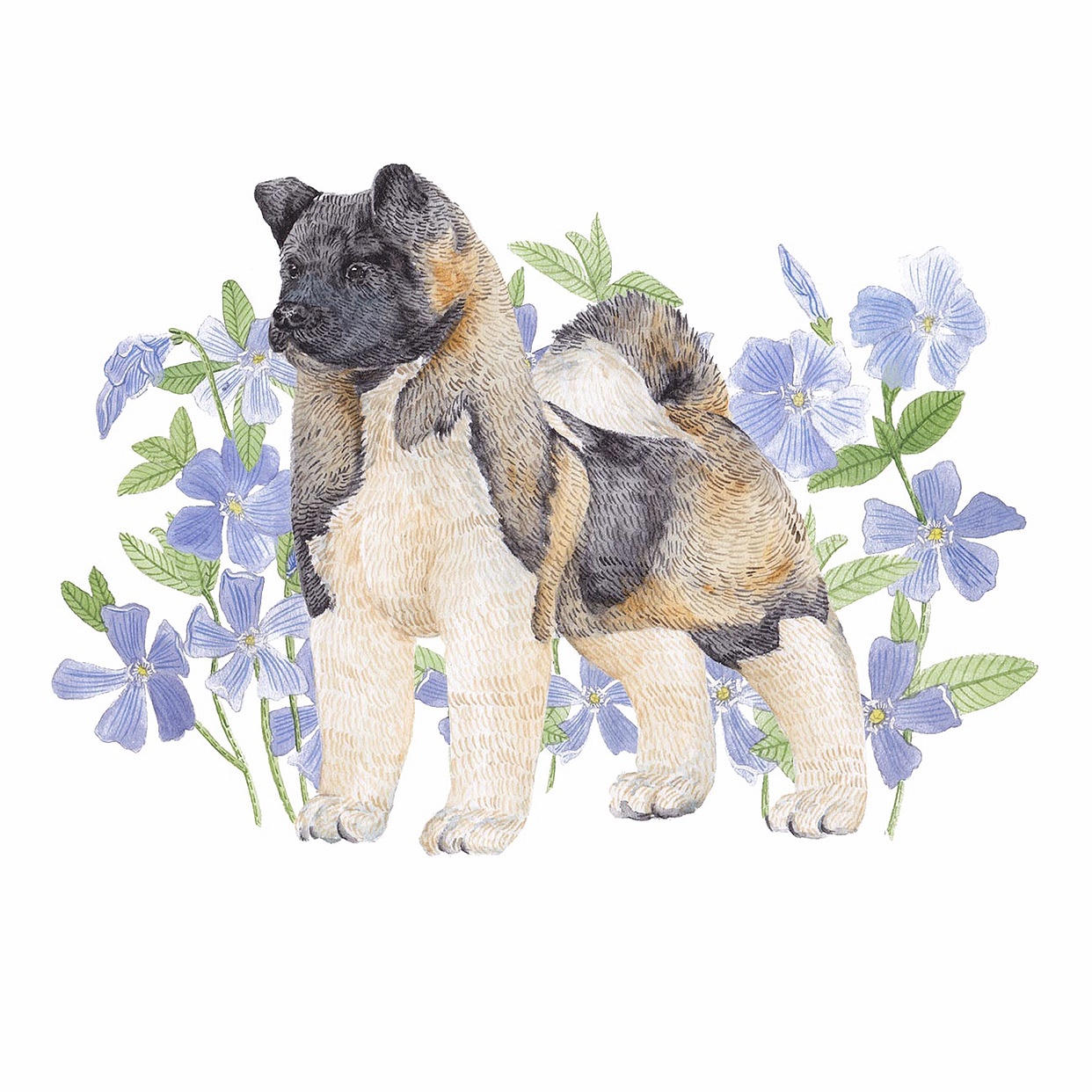 "你永远不应该忘记你爱过的人"——忠犬八公