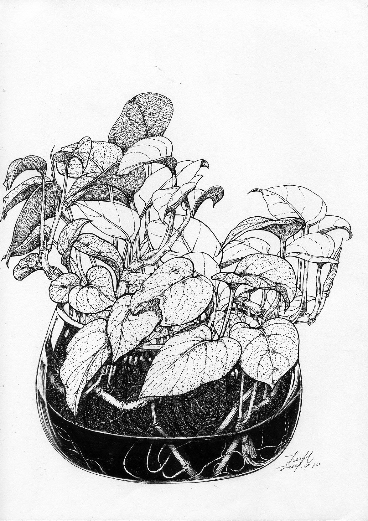 家里的植物（图ZMzY5MTEwNTY=） - 绘画 - 站酷设计师j88love原创素材 - 站酷ZCOOL