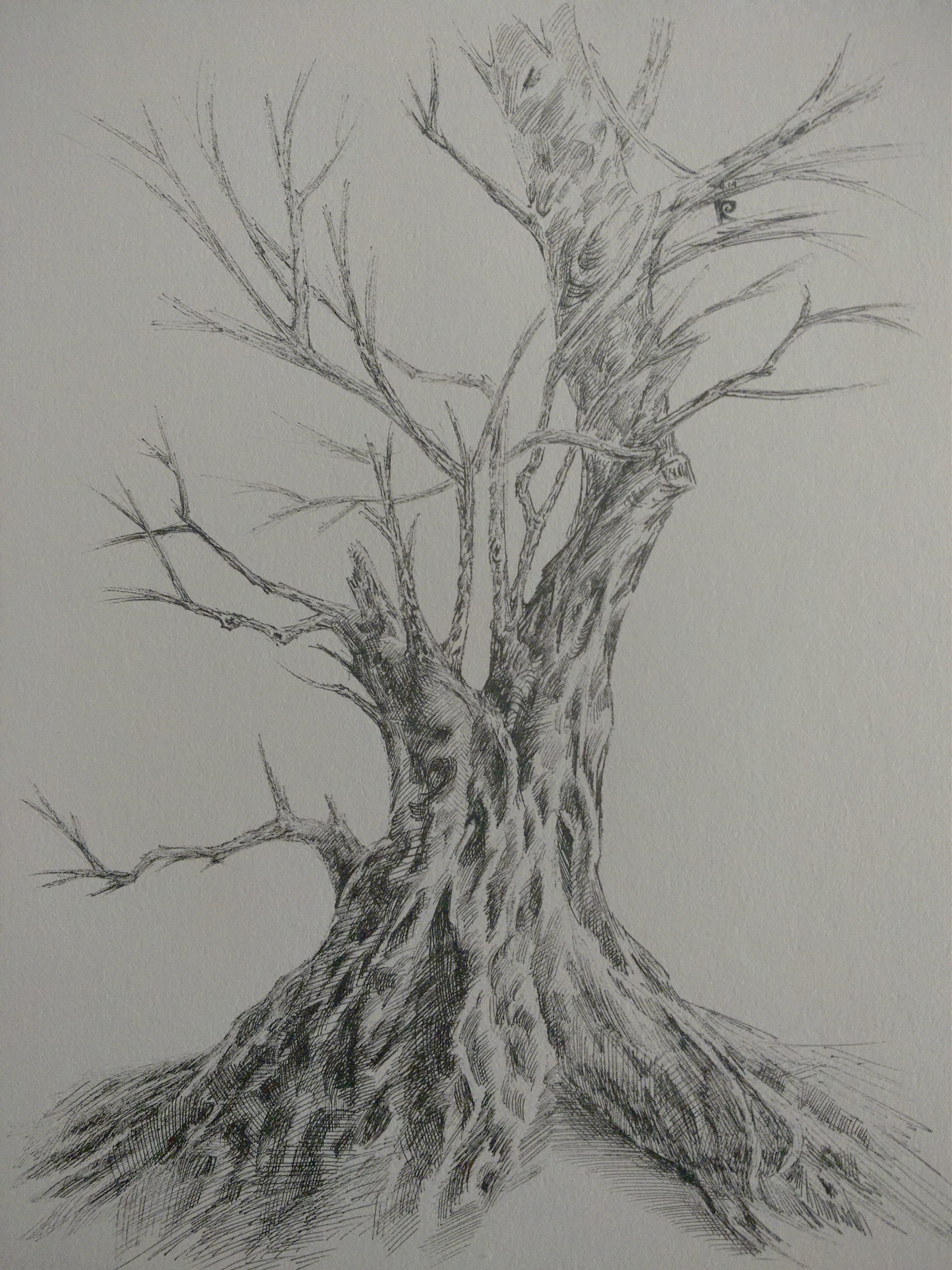 手绘树木|纯艺术|绘画|zzy032023 - 原创作品 - 站酷 (zcool)