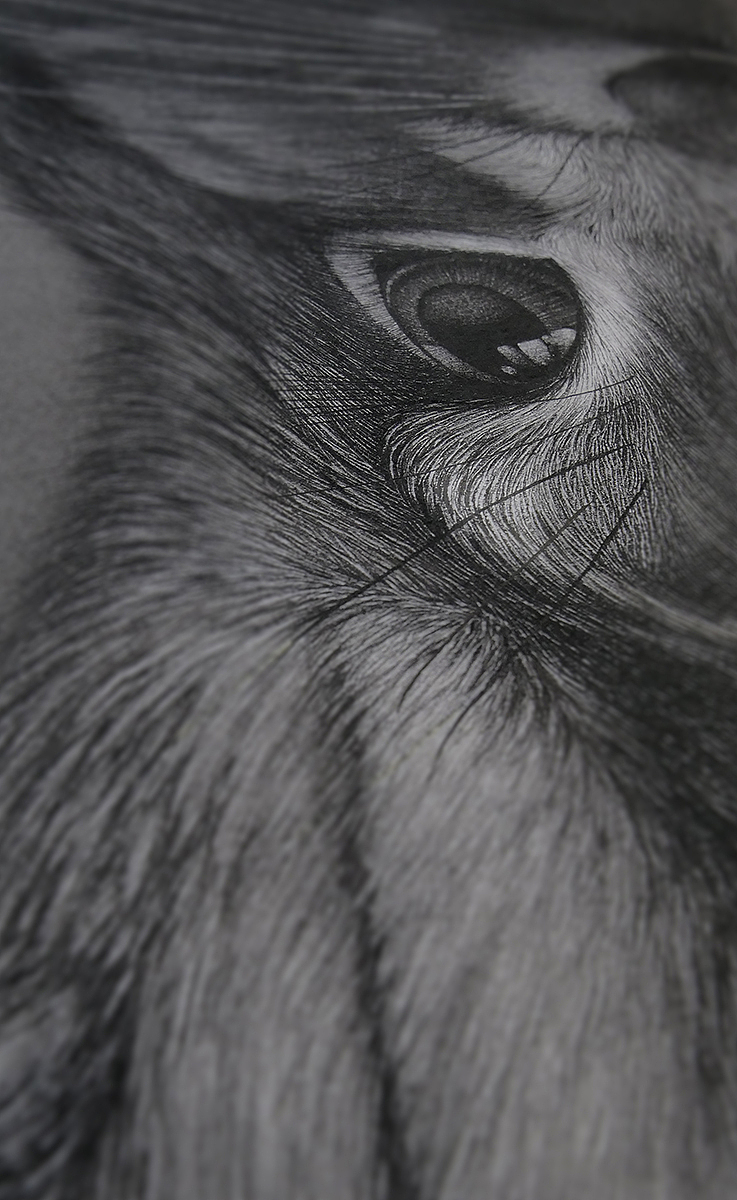 大灰兔（图ZMTg5MzcyNjc2） - 绘画 - 站酷设计师finciel2014原创素材 - 站酷ZCOOL