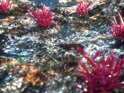 抽象晶体草地场景（个人主页-ZMzE2ODA5MDg=） - 人物/生物 - 站酷设计师CenterLee原创素材 - 站酷ZCOOL