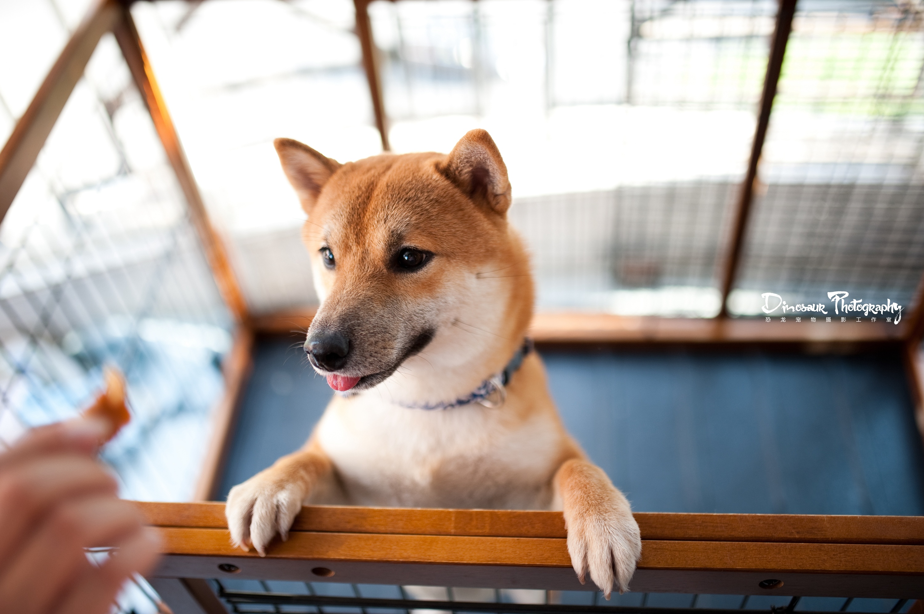 臭臭 我是一只萌系柴犬 【恐龙】宠物摄影上海站
