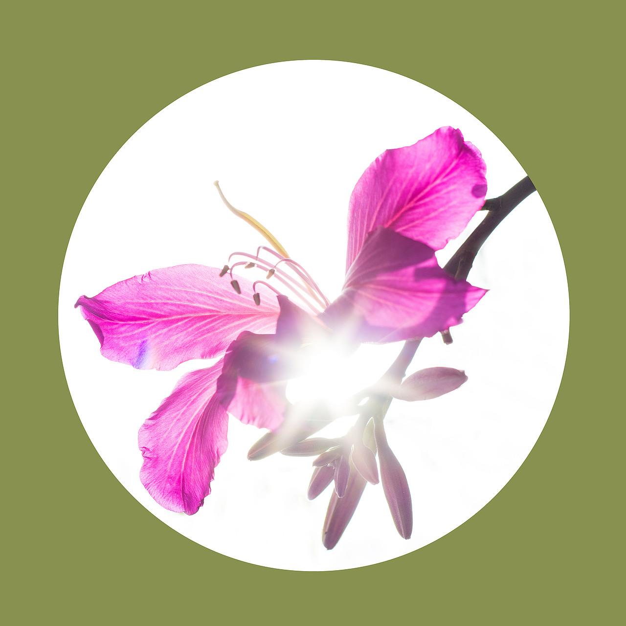光影之下 繁花之上（图ZNjQ0OTA4NjA=） - 风光摄影 - 站酷设计师榮羽生RON原创素材 - 站酷ZCOOL