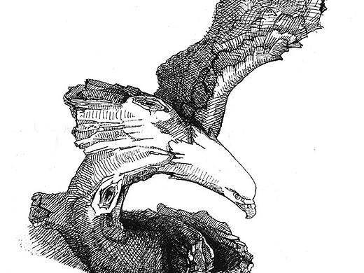 斷臂鷹（個人主頁-ZMjE0ODQ4MzY=） - 其他 - 站酷設(shè)計師五知原創(chuàng)素材 - 站酷ZCOOL