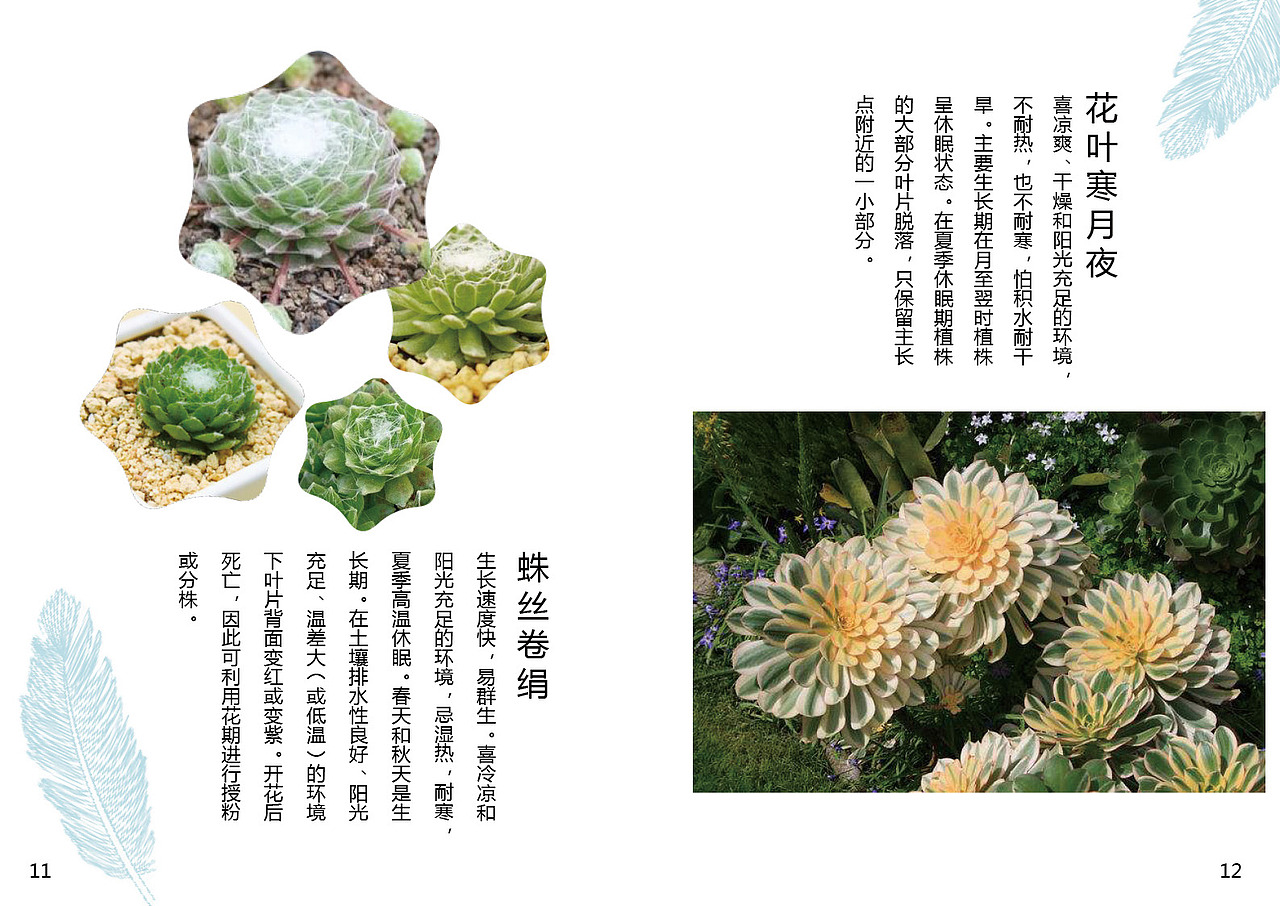 多肉植物画册（图ZODMzOTY3ODg=） - 书籍/画册 - 站酷设计师陈3岁原创素材 - 站酷ZCOOL