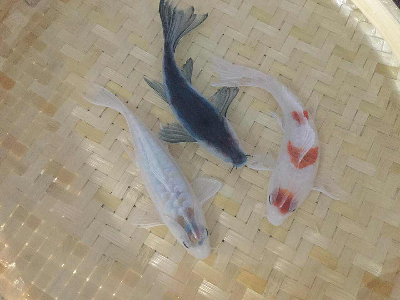 《暖冬》（图ZNjc5OTg4MTY=） - 其他手工艺 - 站酷设计师跃然脂上原创素材 - 站酷ZCOOL