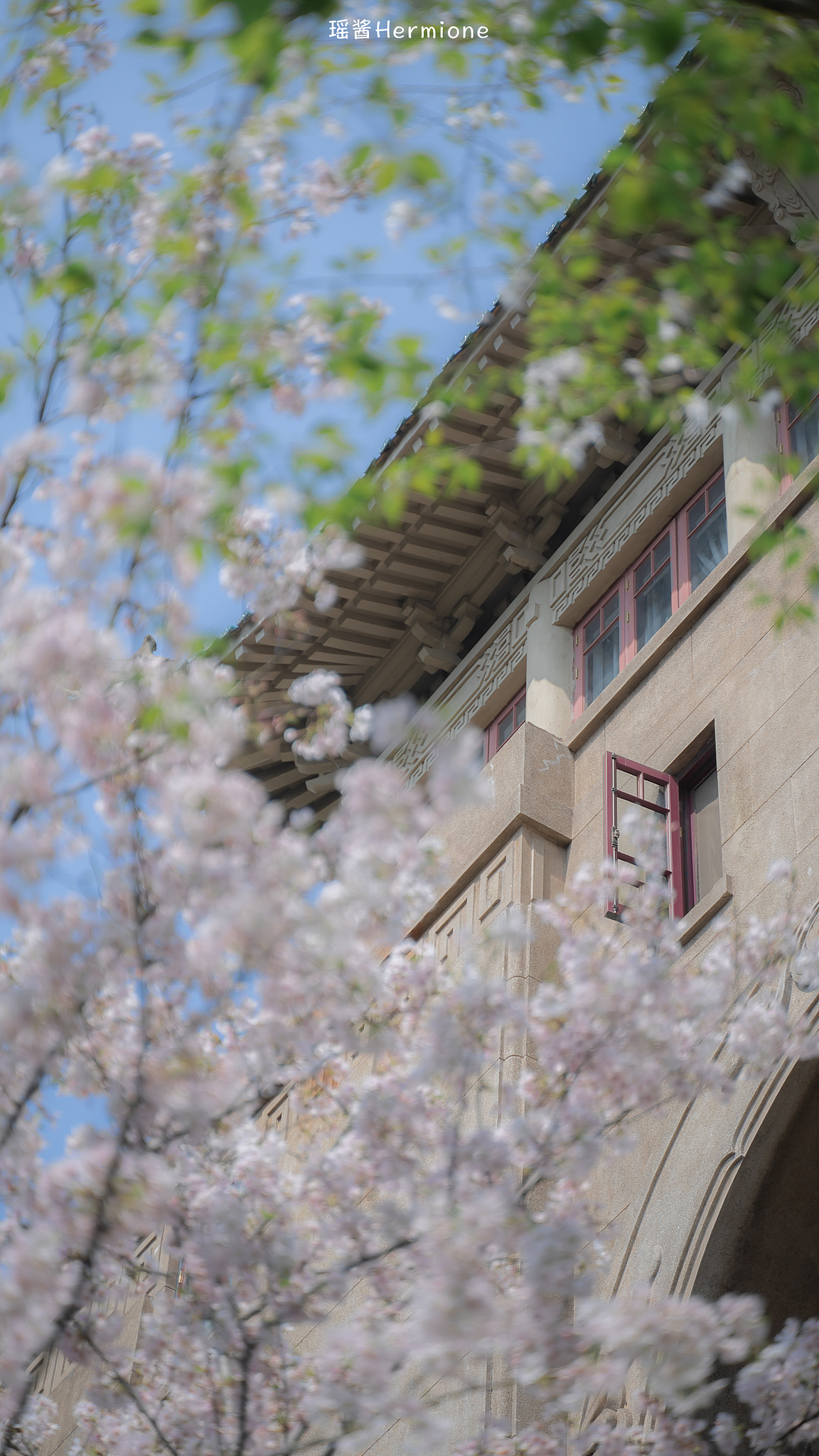 没有一个春天不会到来 | 时隔一年，武大樱花如约而至（图ZMjQ3MzgwNDQ4） - 人文/纪实摄影 - 站酷设计师瑶酱Hermione原创素材 - 站酷ZCOOL