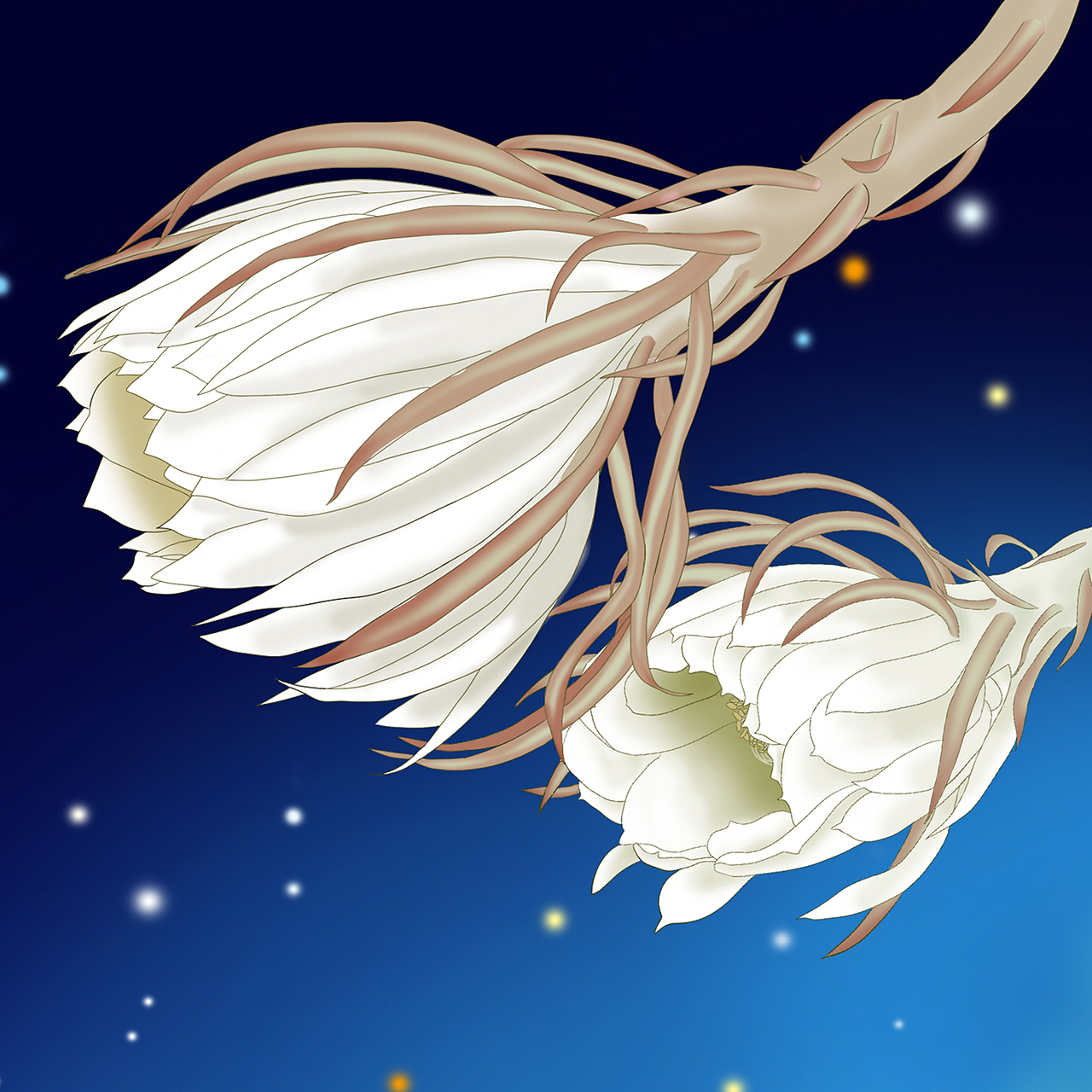 手绘 月下美人 昙花