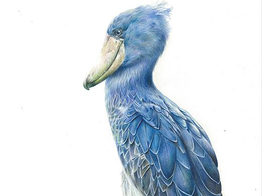 彩铅 鲸头鹳