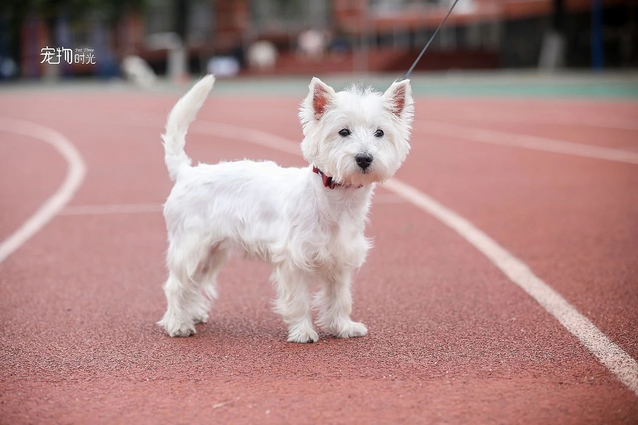 华农宠物嘉年华的小可爱们（图ZMTQwNzQzNzQ0） - 宠物摄影 - 站酷设计师宠物时光原创素材 - 站酷ZCOOL