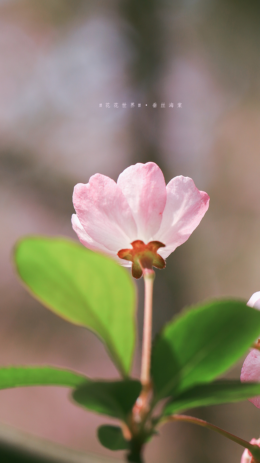 #花花世界#春日明媚海棠