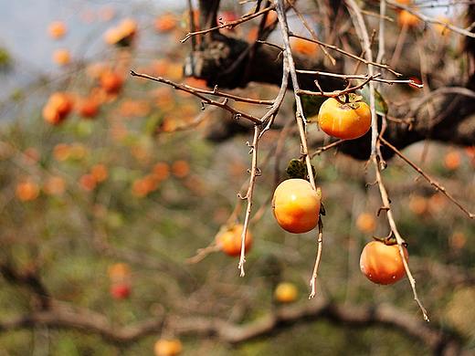 牛泉龐家莊隨拍（個人主頁-ZMzE1MTEwMzY=） - 人文/紀實攝影 - 站酷設(shè)計師pp1111原創(chuàng)素材 - 站酷ZCOOL