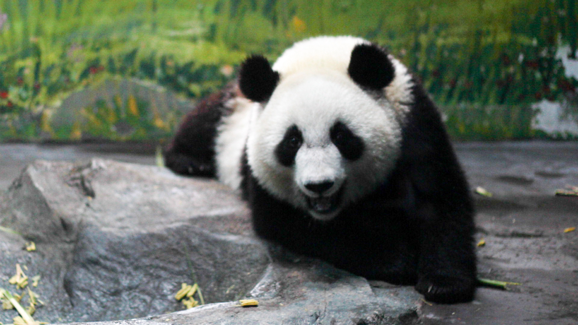 玩耍中的两只可爱的大熊猫-壁纸图片大全