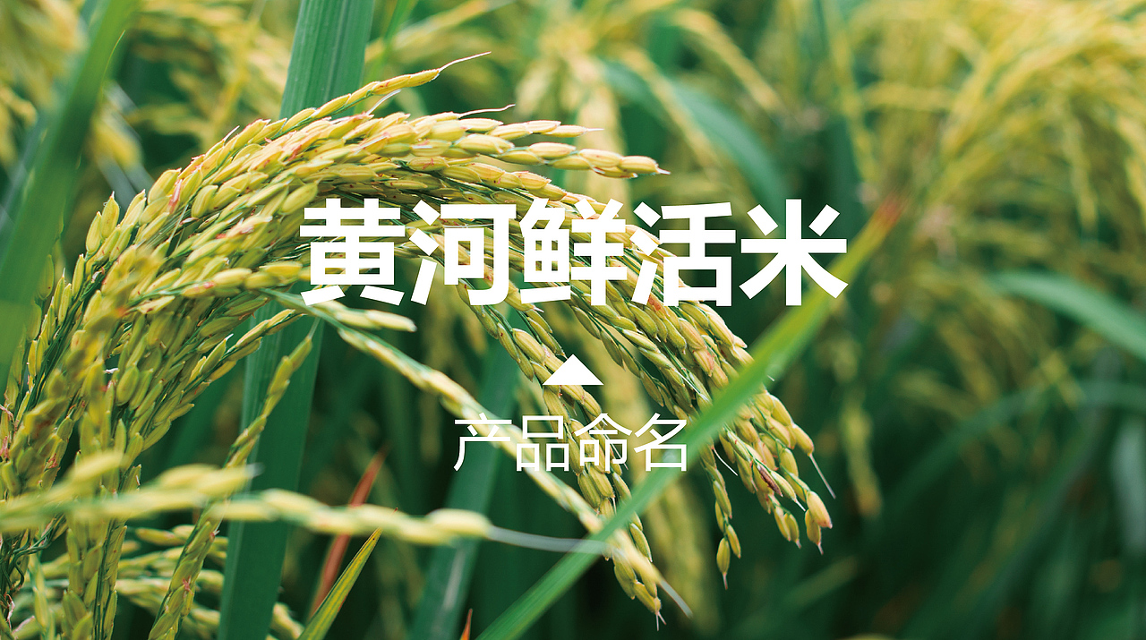 至觉案例丨彬山涛丰：大米品牌包装设计（图ZMjA1MjQwOTI0） - 包装 - 站酷设计师至觉品牌包装设计原创素材 - 站酷ZCOOL