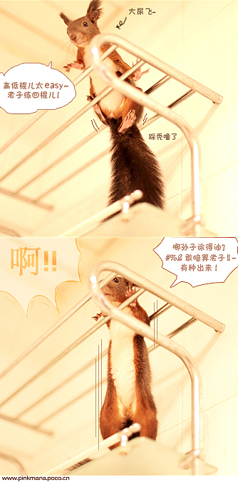 HI~我是爆乳飞（图ZMTc5MzA2OA==） - 宠物摄影 - 站酷设计师pinkmana原创素材 - 站酷ZCOOL