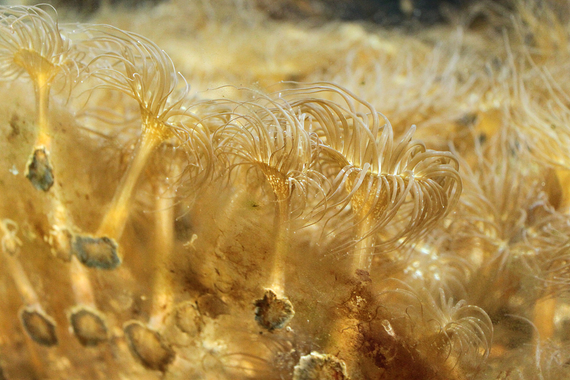 海洋生物,虾虎鱼,软体动物,海胆, 热带鱼