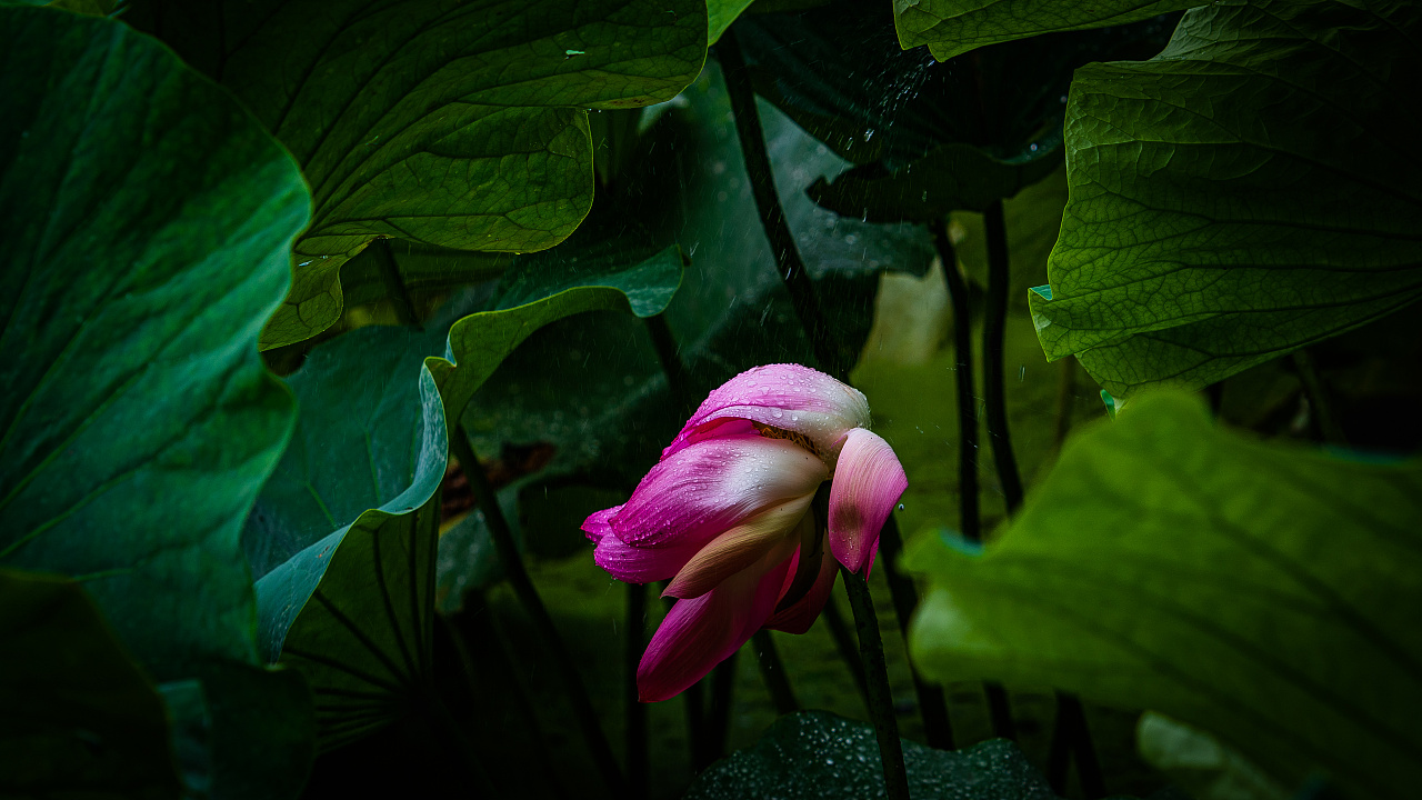雨沐荷香|摄影|风光摄影|摄影刘忠明 - 原创作品 - 站酷 (zcool)