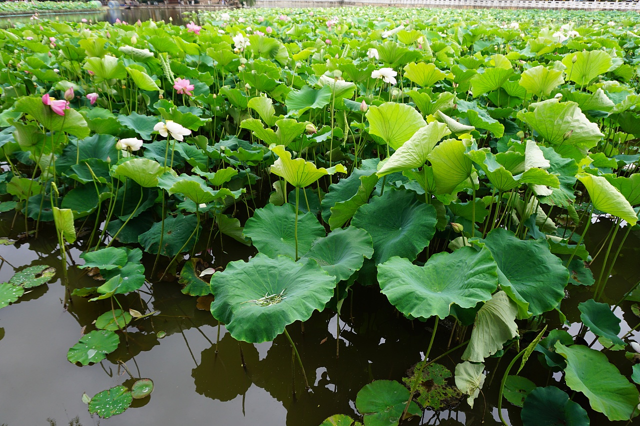 摄影--荷花 菡萏 荷叶 翠湖 出淤泥而不染 夏天