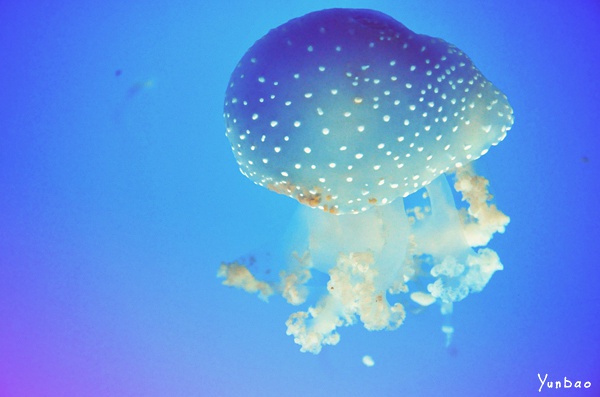 蓝色的梦——水母