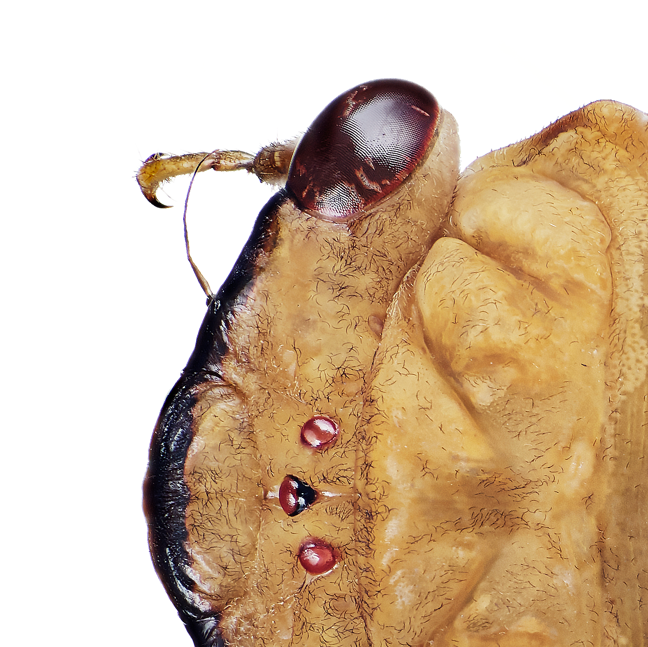 昆虫之美®蝉 Cicadidae Cicadidae Latreille, 1802（图ZMjA3OTM3MDI4） - 风光摄影 - 站酷设计师大洲与积田原创素材 - 站酷ZCOOL