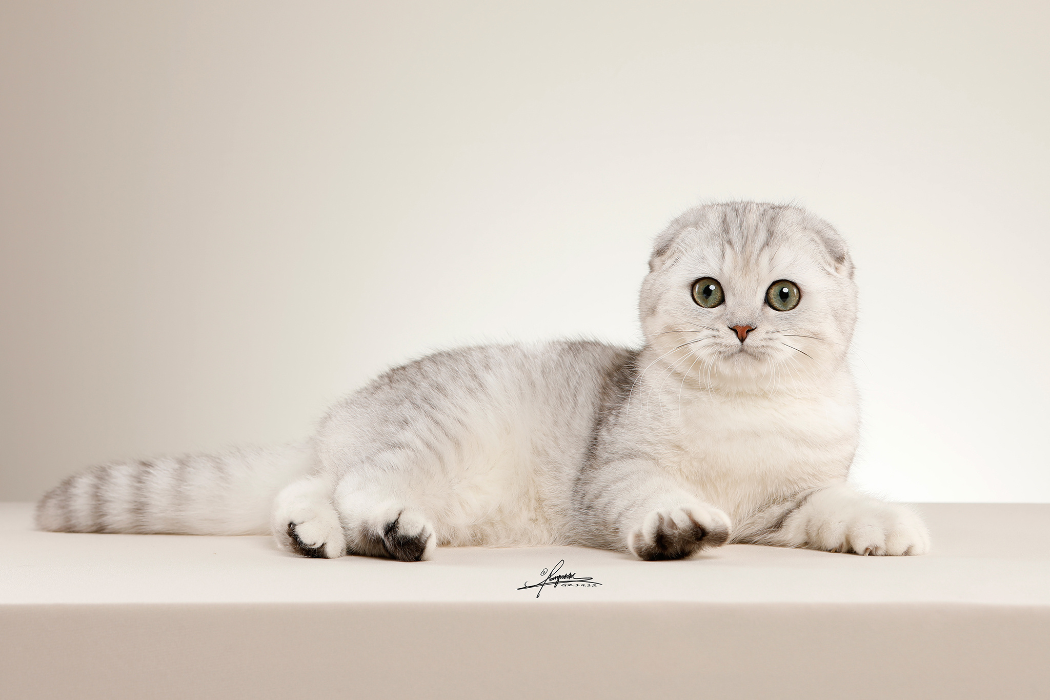 苏格兰折耳猫|Photography|Pet Photography|AMYWORKS赛猫摄影_Original作品-站酷ZCOOL