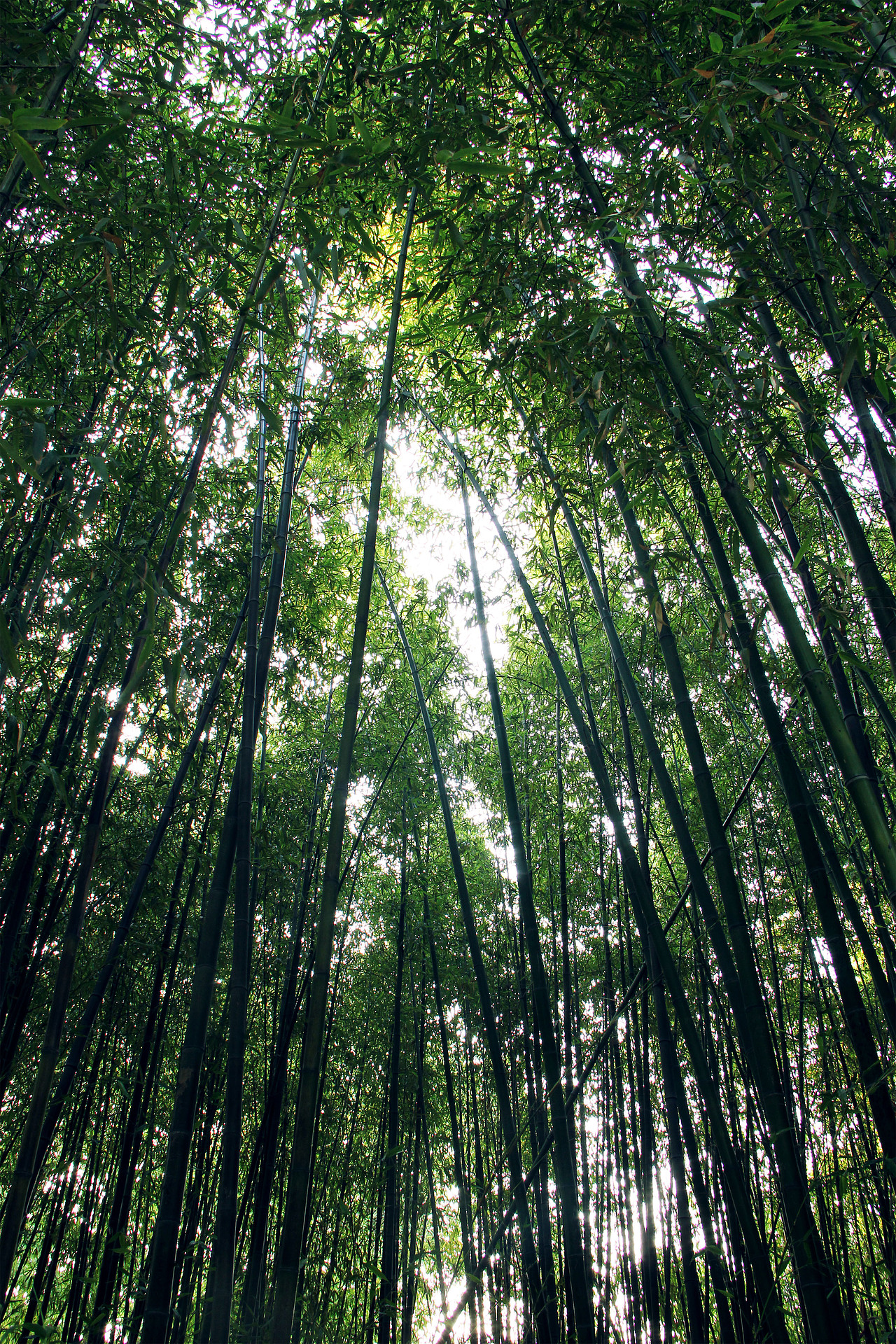 【一个人的歌】玉渊潭公园