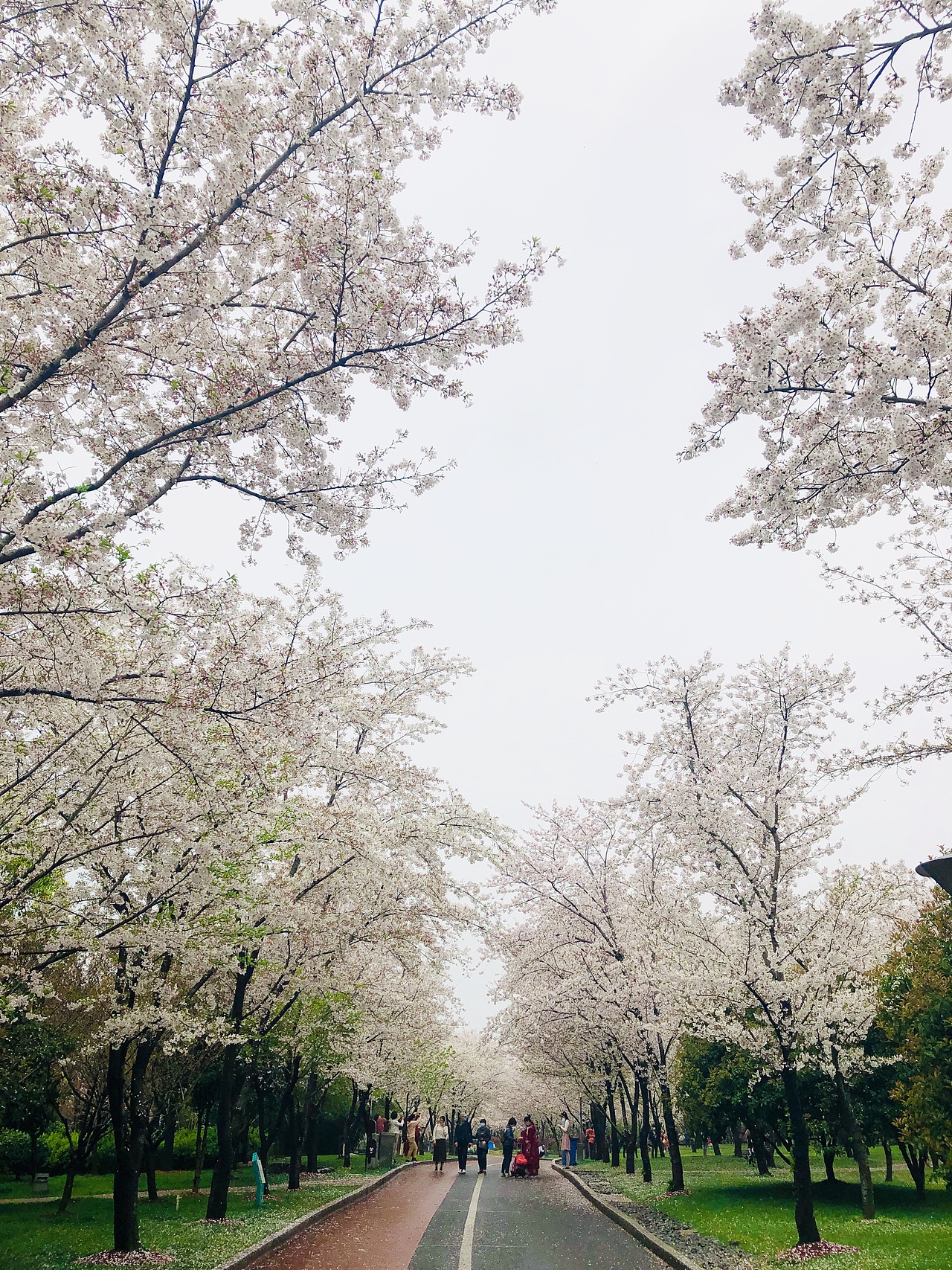 雨天·樱花🌸（图ZMjAyNTE0NjAw） - 风光摄影 - 站酷设计师饼干咔嚓脆原创素材 - 站酷ZCOOL