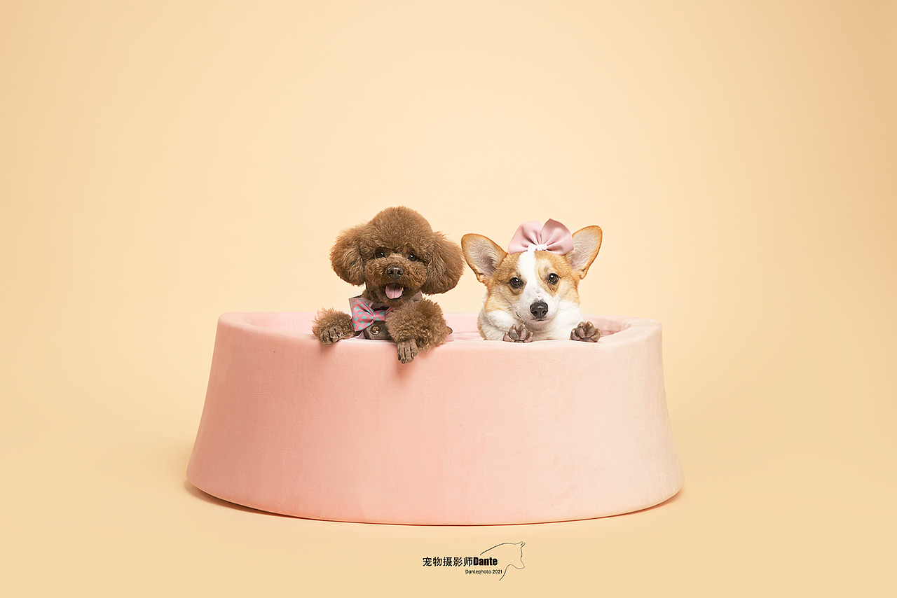 萌宠（图ZMjQxNTc5ODky） - 宠物摄影 - 站酷设计师dantephoto原创素材 - 站酷ZCOOL