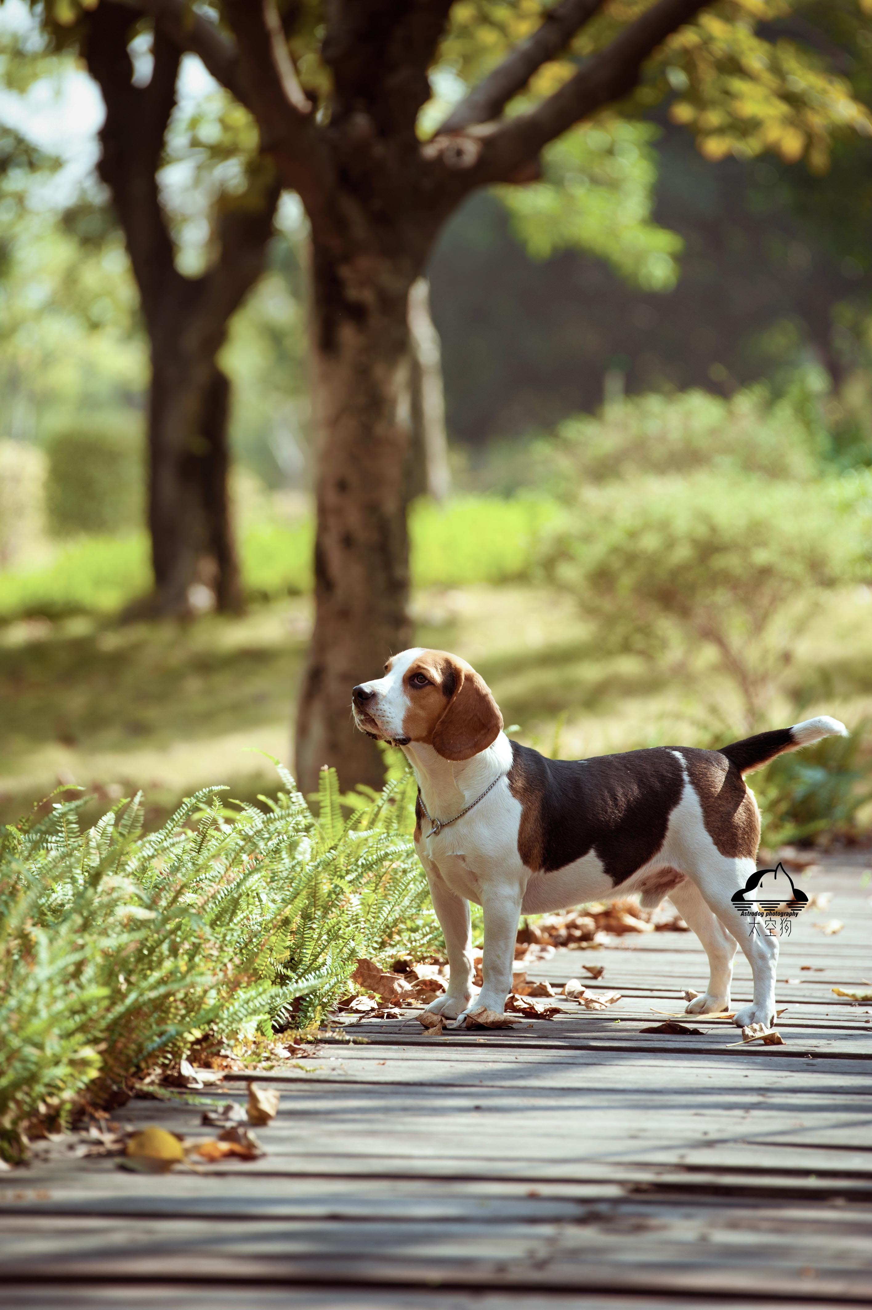 太空狗宠物摄影大耳朵的比格犬